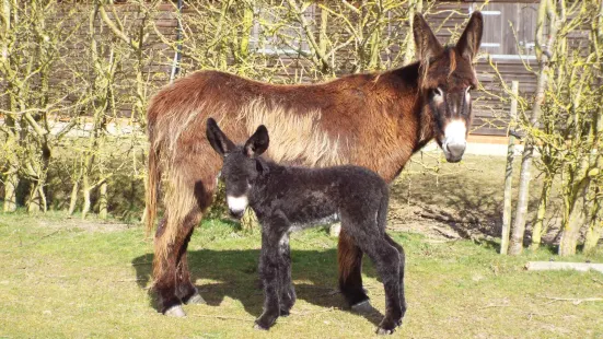 Hamerton Zoo Park