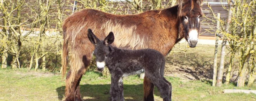 Hamerton Zoo Park