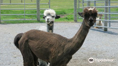 Eastland Alpacas