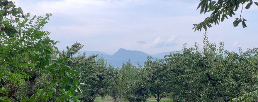 Elephant Island Winery