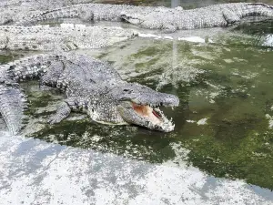 Teluk Sengat Crocodile Farm