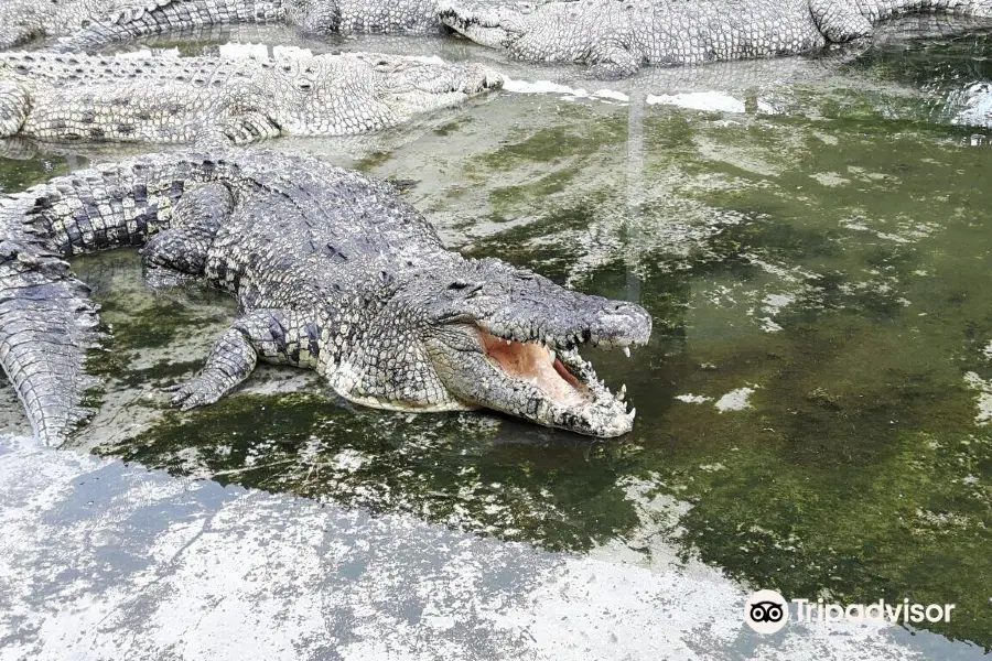 Teluk Sengat Crocodile Farm