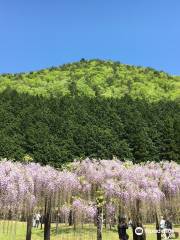 白井大町藤公園