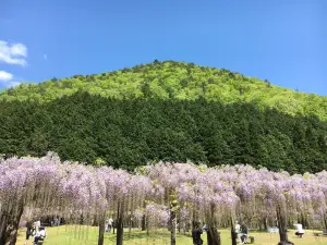 Shirai Omachi Fuji Park