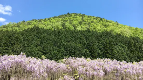 白井大町藤公園