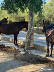 Yanni's Horses
