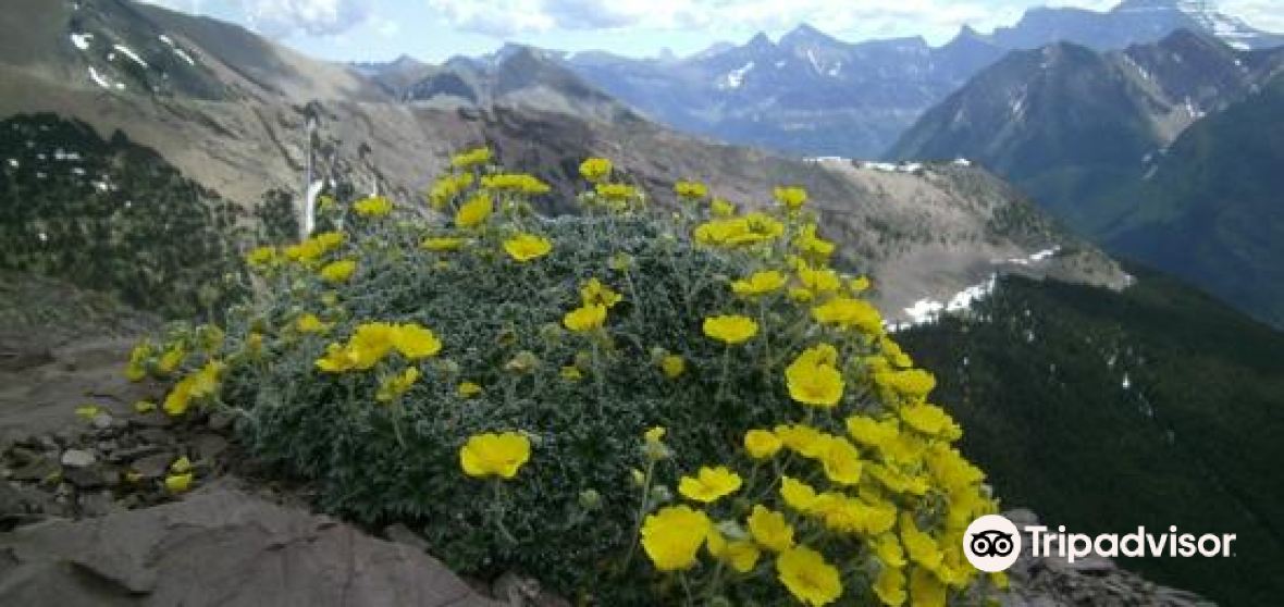 Things to Do in Waterton Lakes National Park in 2024 - Top Attractions