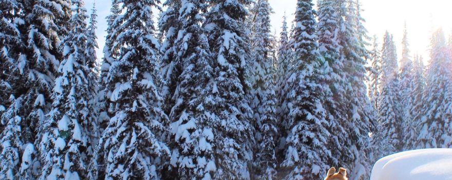Mountain Man Adventure Tours