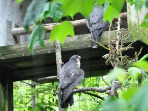 Shubenacadie Provincial Wildlife Park