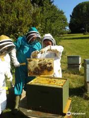 13 Bees Chambre d'Hote (B&B) and Beekeeping Holidays
