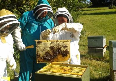 13 Bees Beekeeping Taster Sessions