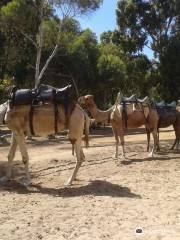 Calamunnda  Camel Farm