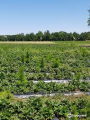 Hickory Bluff Berry Farm