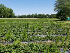 Hickory Bluff Berry Farm