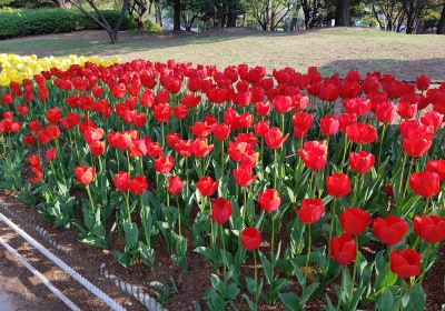 蓮池公園