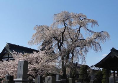 Myotokuji Temple