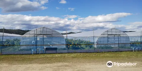 Makubetsu Strawberry Farm