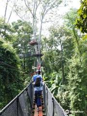 Doi Tung Tree Top Walk