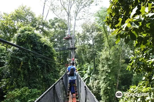 Doi Tung Tree Top Walk