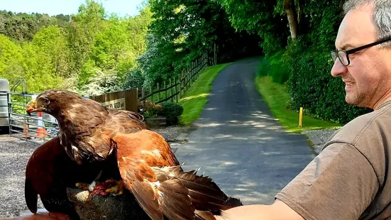 Kingsley Bird & Falconry Centre