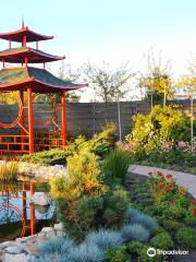 Camellia flower garden