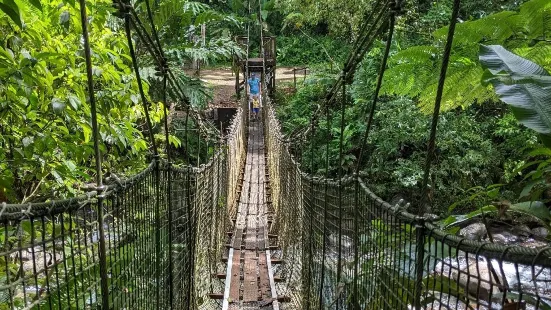 Foret Coeur Bouliki