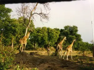 Manovo-Gounda St Floris National Park