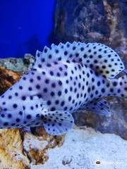 Acquario di Napoli