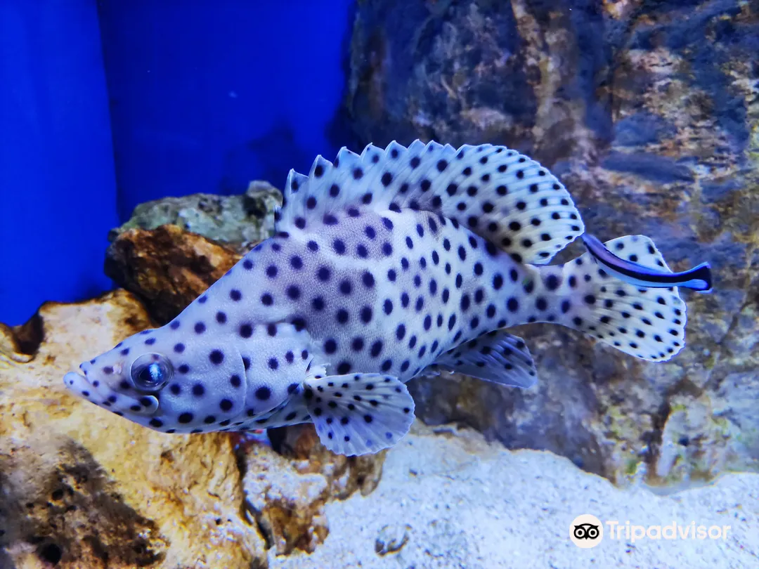 5_Aquarium of Naples