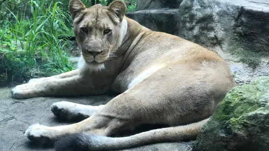 亨利維拉斯動物園