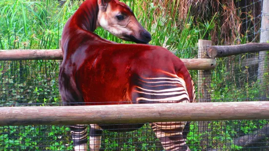 Tampa's Lowry Park Zoo