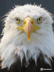 Alberta Birds of Prey Visitor's Centre