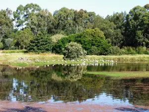 Hunter Wetlands Centre Australia