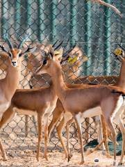 Arabian Oryx Sanctuary