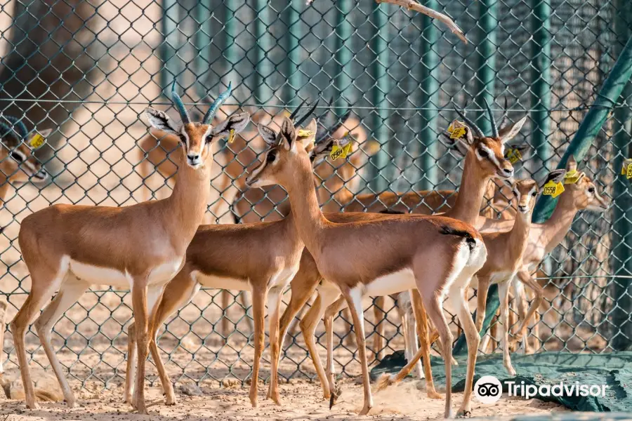 Arabian Oryx Sanctuary