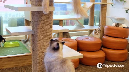 Cutie Cats Cafe