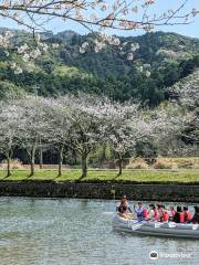 Sakura Trees Near Naka River