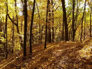 Парк Абрахам Линкольн