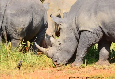 Rhino Fund Uganda