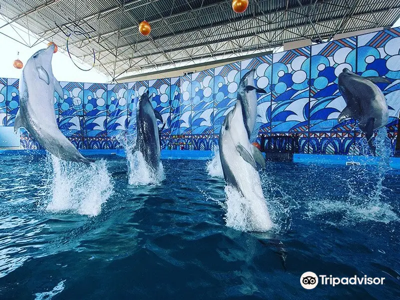 Morskaya Zvezda Dolphinarium