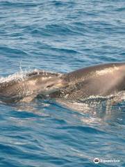 Sealife - Dolphin Watching