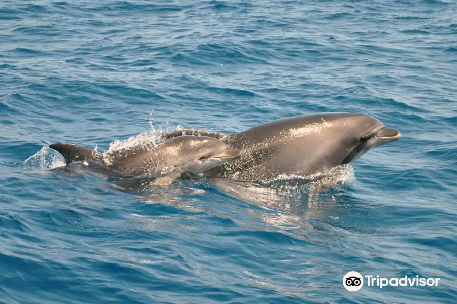 Sealife - Dolphin Watching