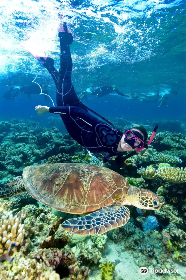 Scuba Diving in Cairns