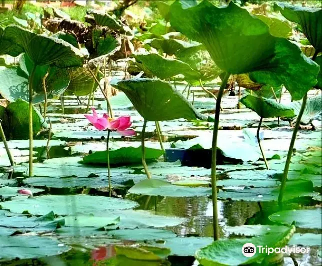 Taman Kolam Sekupang