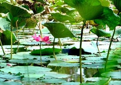 Taman Kolam Sekupang