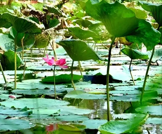 Taman Kolam Sekupang附近的飯店