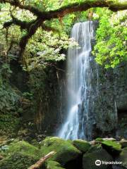 Matai Falls Walk
