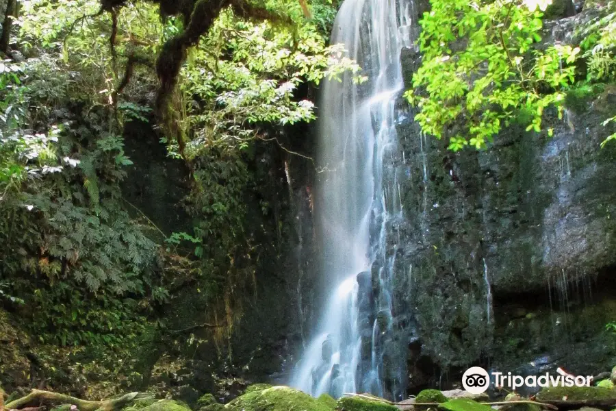 Matai Falls Walk