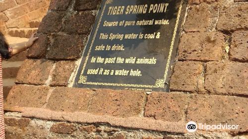 Tiger Spring Point Mahabalehwar