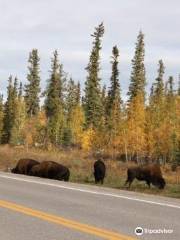 Mackenzie Bison Sanctuary